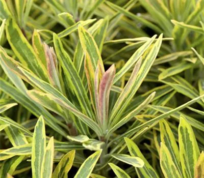 Euphorbia polychroma 'Ascot Rainbow'