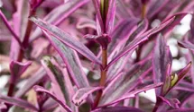 Strauchveronika 'Magicolors'