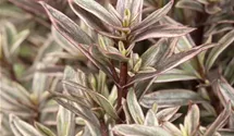 Strauchveronika 'Magicolors'
