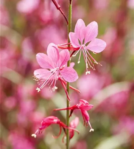 Gaura lindheimeri, rosa