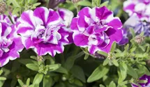 Petunia 'Amarena Twist'