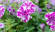 Petunia 'Amarena Twist'