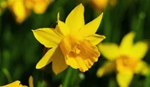 Narcissus cyclamineus 'Tete a Tete'