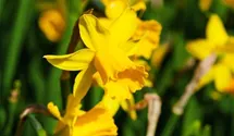 Narcissus cyclamineus 'Tete a Tete'