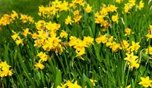 Narcissus cyclamineus 'Tete a Tete'