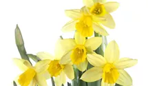 Narcissus cyclamineus 'Tete a Tete'