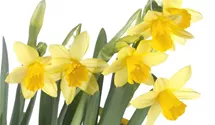 Narcissus cyclamineus 'Tete a Tete'
