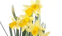 Narcissus cyclamineus 'Tete a Tete'