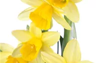Narcissus cyclamineus 'Tete a Tete'