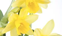 Narcissus cyclamineus 'Tete a Tete'