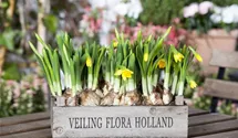 Narcissus cyclamineus 'Tete a Tete'