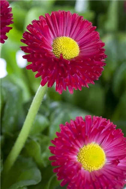 Gnseblmchen