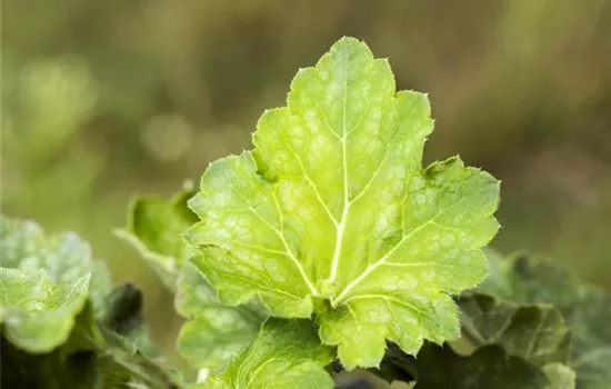 Garten-Purpurglöckchen 'Dale´s Strain'