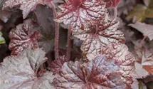 Heuchera micrantha 'Palace Purple'