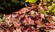 Heuchera micrantha 'Palace Purple'