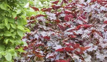Heuchera micrantha 'Palace Purple'