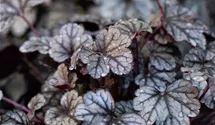 Heuchera 'Sugar Frosting'