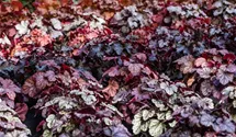 Heuchera 'Sugar Frosting'