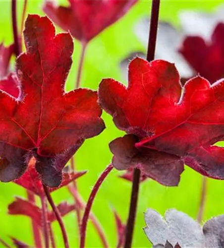 Purpurglöckchen 'Royal Ruby'