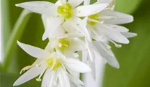 Allium ursinum