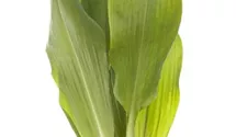 Allium ursinum