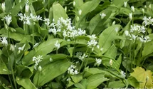 Allium ursinum