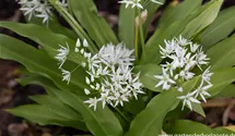 Allium ursinum