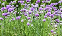 Allium schoenoprasum