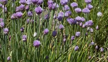 Allium schoenoprasum