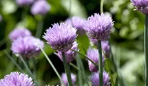 Allium schoenoprasum