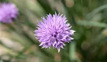 Allium schoenoprasum