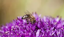 Allium schoenoprasum