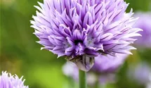 Allium schoenoprasum