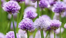 Allium schoenoprasum