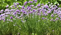 Allium schoenoprasum