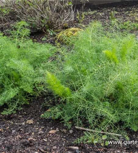 Gewöhnlicher Fenchel