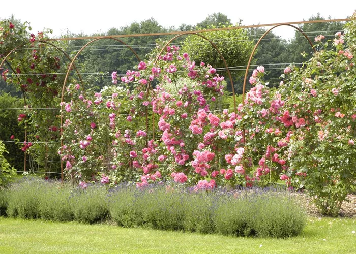 Kletterrosen Kletterrosen