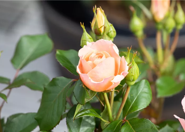 Kleinstrauchrosen Kleinstrauchrosen